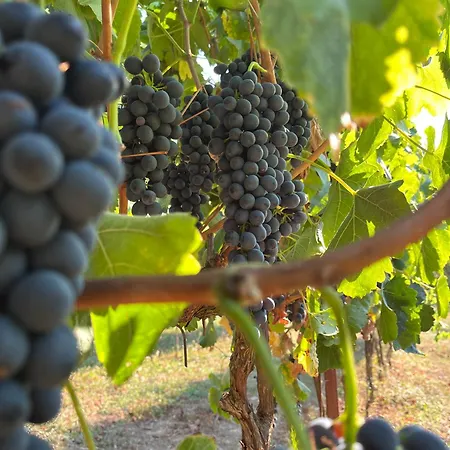 Agriturismo Tenuta Il Molino Çiftlik konaklama Quercianella