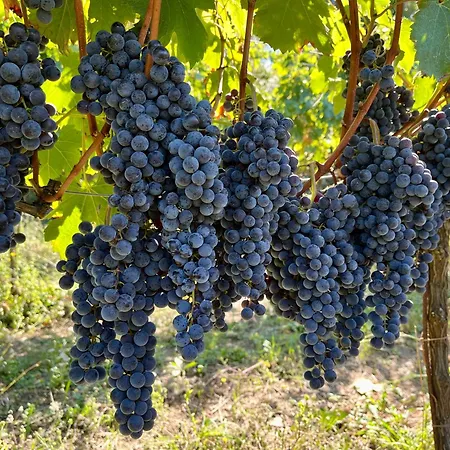 Agriturismo Tenuta Il Molino 农家乐 奎尔西亚内拉