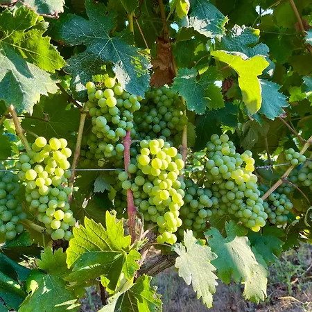 Agriturismo Tenuta Il Molino * 奎尔西亚内拉