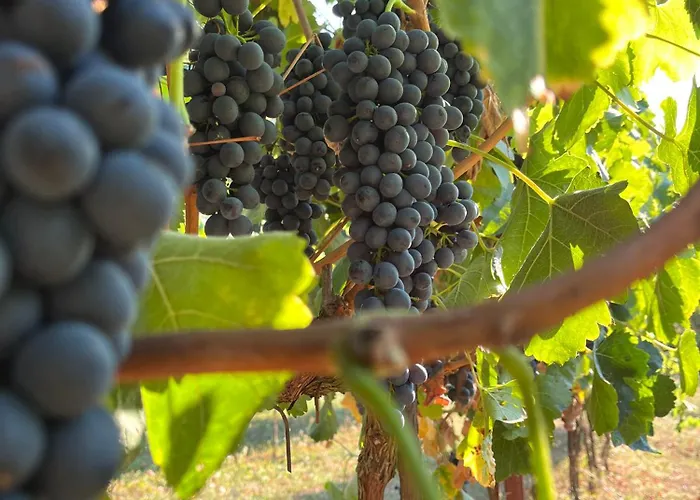 Agriturismo Tenuta Il Molino 农家乐 奎尔西亚内拉
