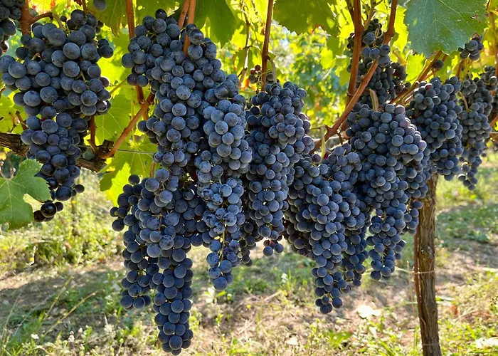 Agriturismo Tenuta Il Molino 农家乐 奎尔西亚内拉