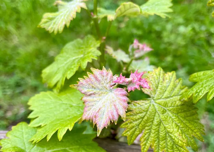 Agriturismo Tenuta Il Molino 奎尔西亚内拉