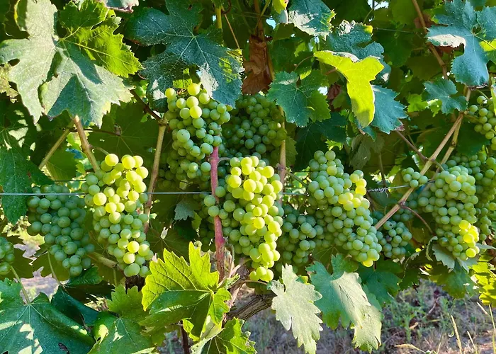 Agriturismo Tenuta Il Molino * 奎尔西亚内拉